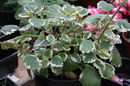 Plectranthus Coleoides